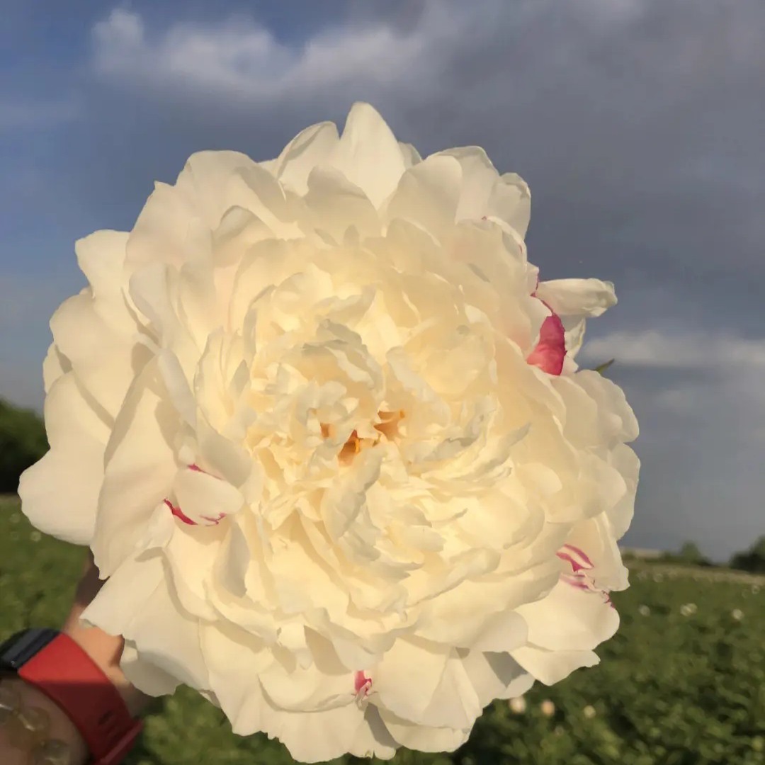 【杨妃出浴】芍药一物一拍