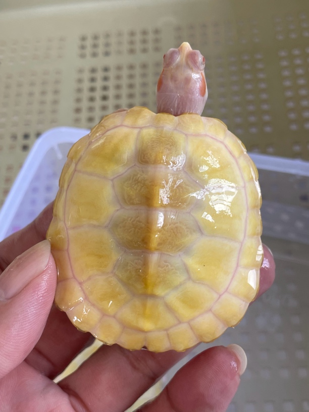 白化巴西龟变异乌龟果冻苗黑巴苗小乌龟观赏龟宠物龟深水龟招财龟