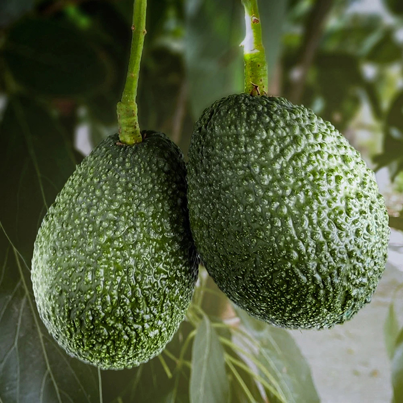 她她和猫猫云南孟连哈斯牛油果鳄梨当季鲜果细腻丝滑醇香易剥皮