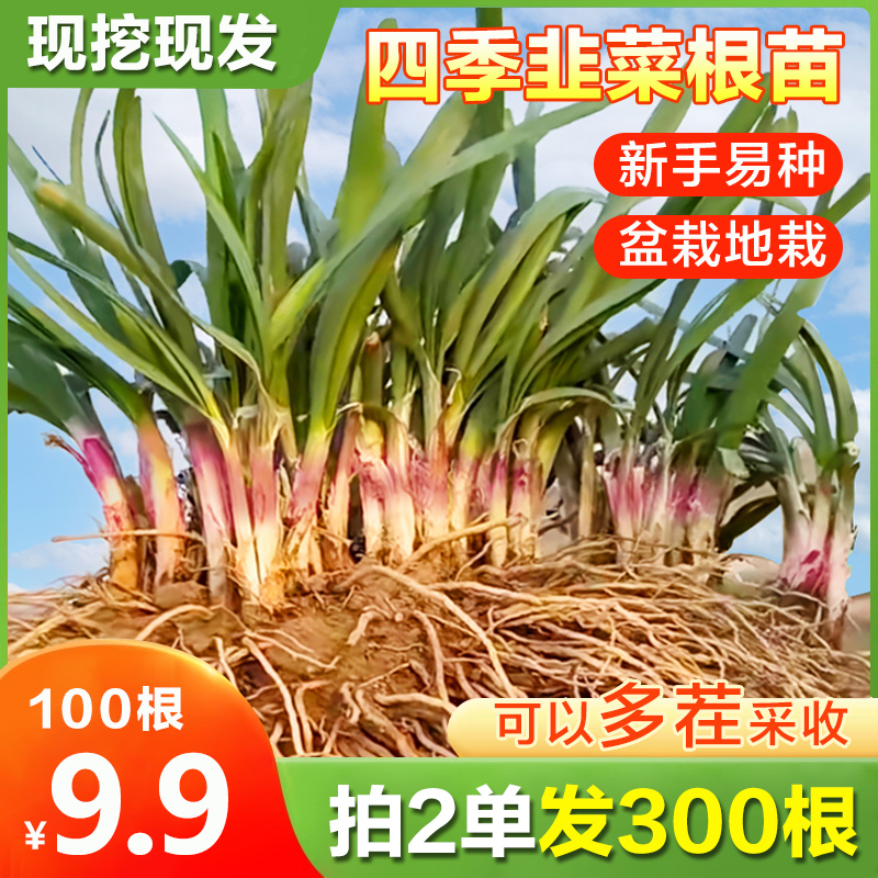【9.9元100根 拍2单发300根】现挖现发韭菜根苗 阳台盆栽四季种植