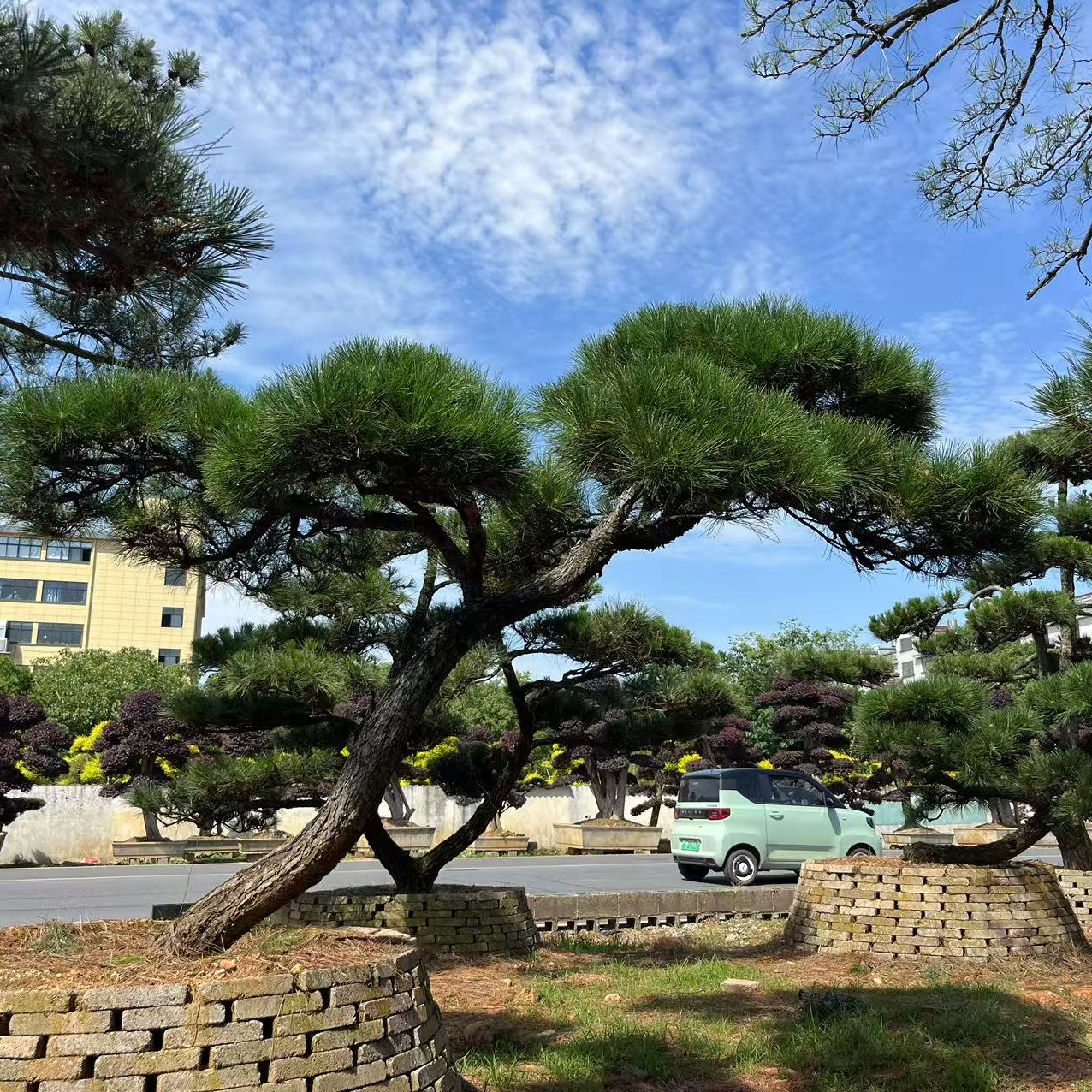 黑松造型盆景地栽盆栽庭院景观