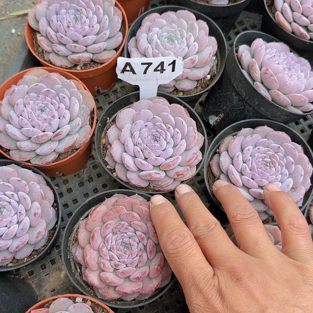 A741恩宠一物一拍