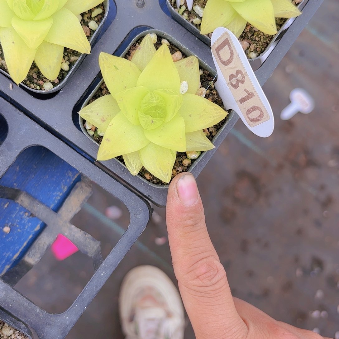 D810凝脂橘一物一拍