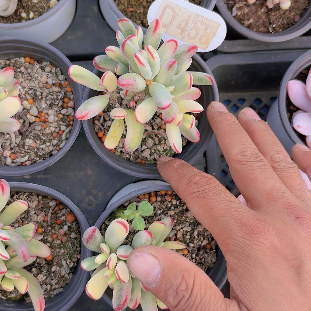 D458棒耶夫娘锦一物一拍