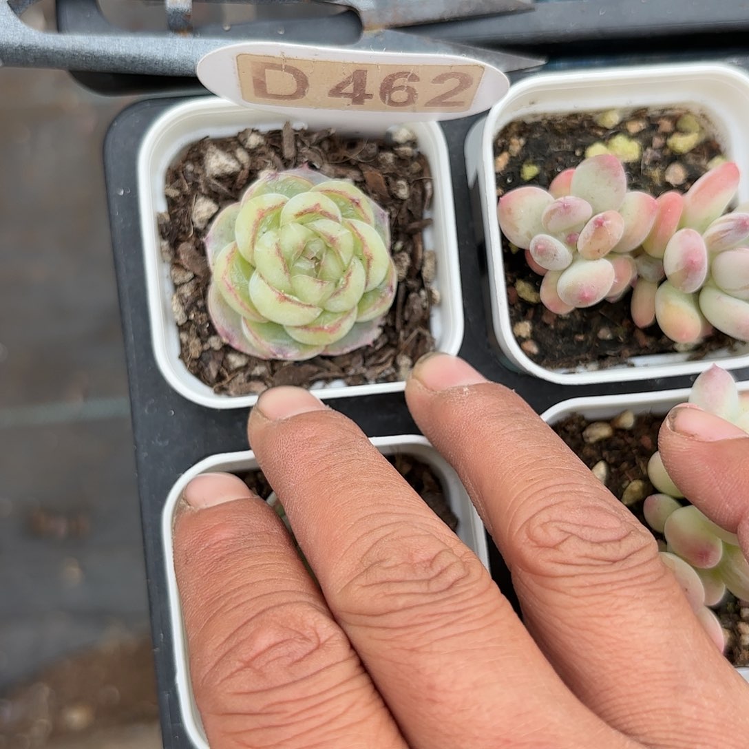 D462胖虎一物一拍