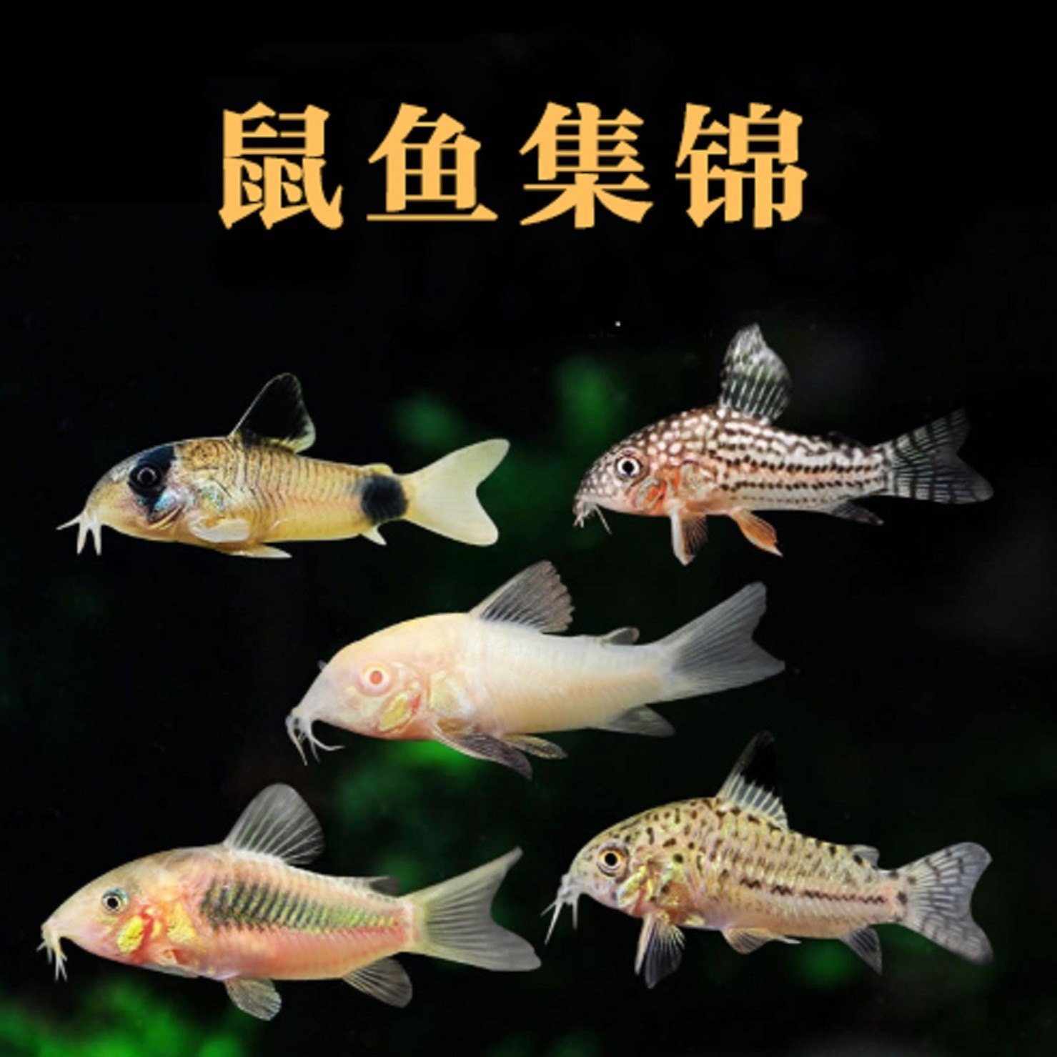 南美鼠鱼 金线金 红头黑金 熊猫鼠 