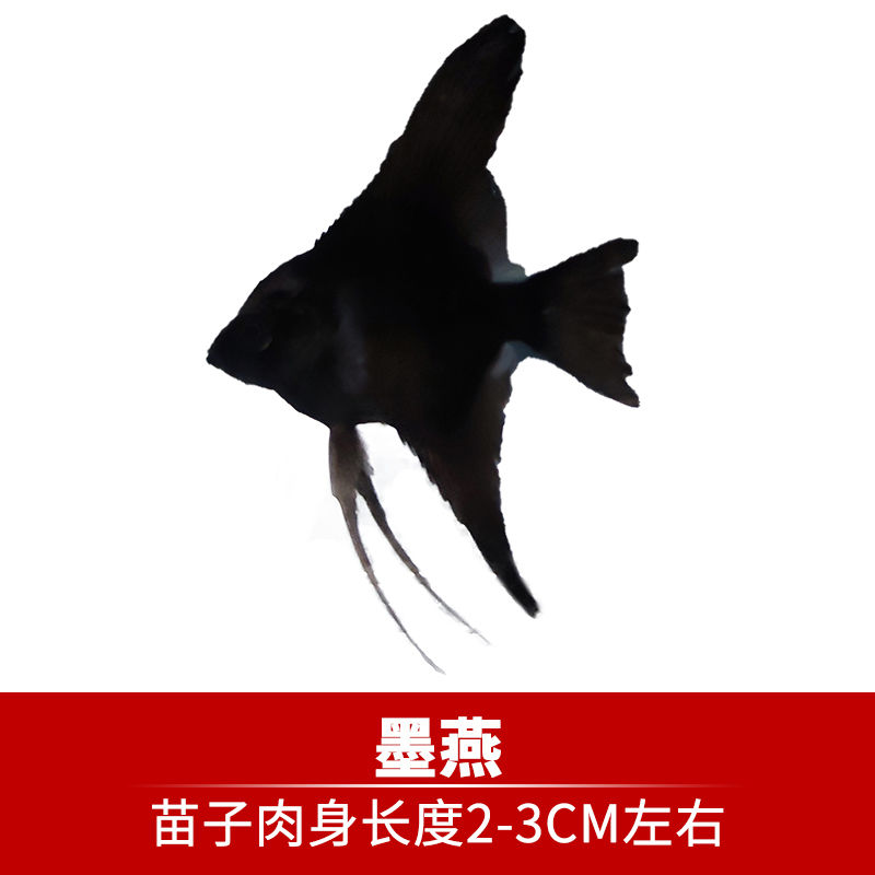 神仙燕鱼 长鳍 长尾 高鳍墨燕