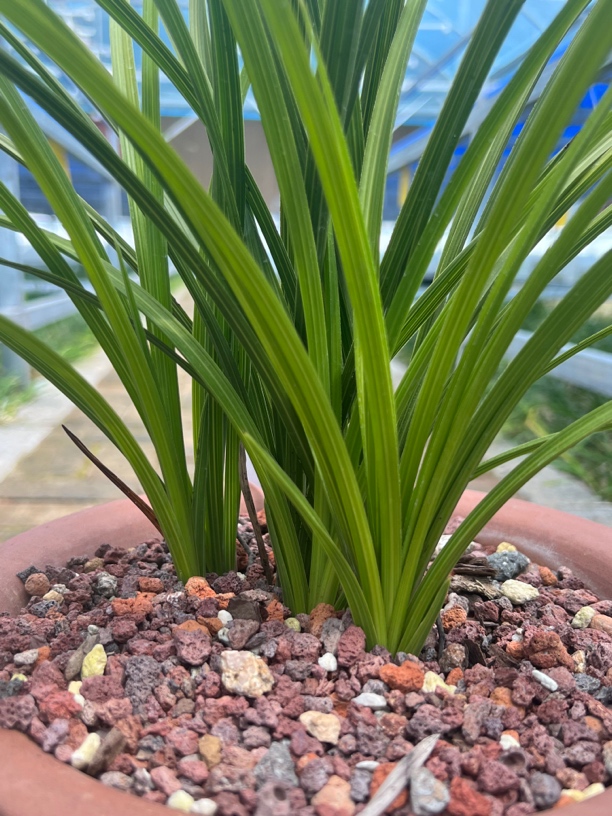 惠兰邮费专用链接（实物为准一物一拍）