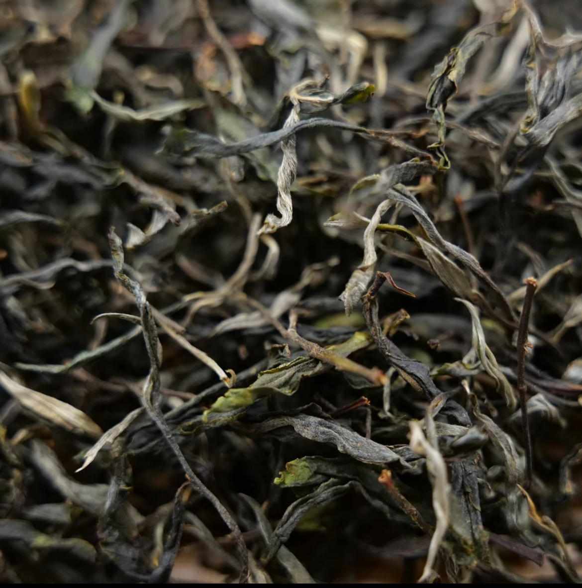 2025年 冰岛老寨头春散料 （春茶/散料）