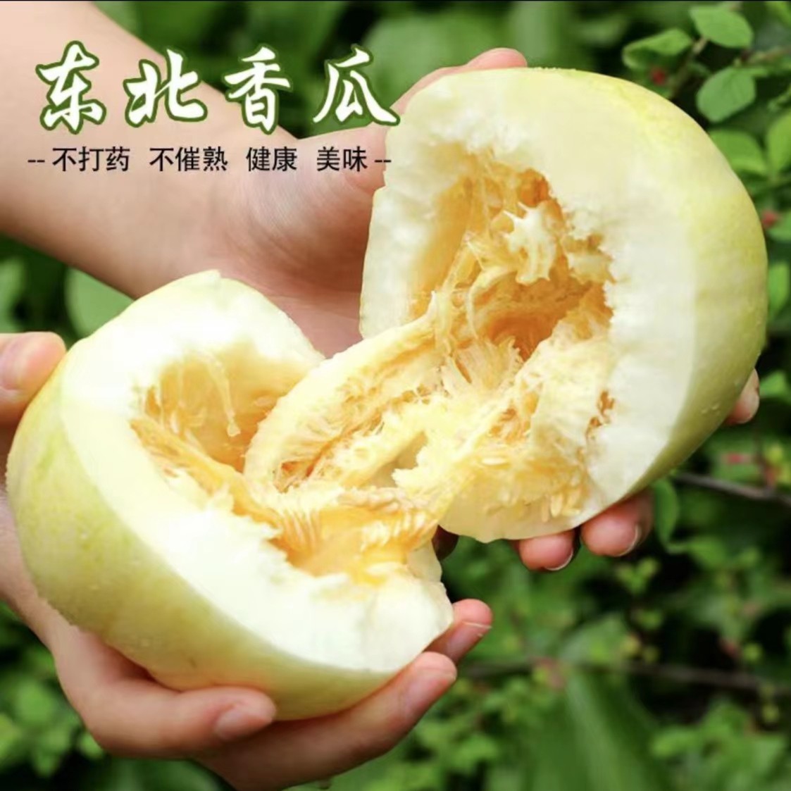 东北香瓜甜瓜京蜜金飞白糖罐头茬新鲜水果脆甜现摘现发1斤3斤5斤