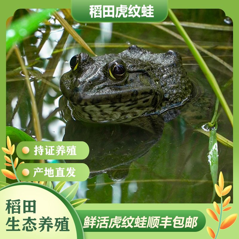 稻田蛙3/5斤生态养殖精品大蛙稻田蛙现抓现发新鲜品质