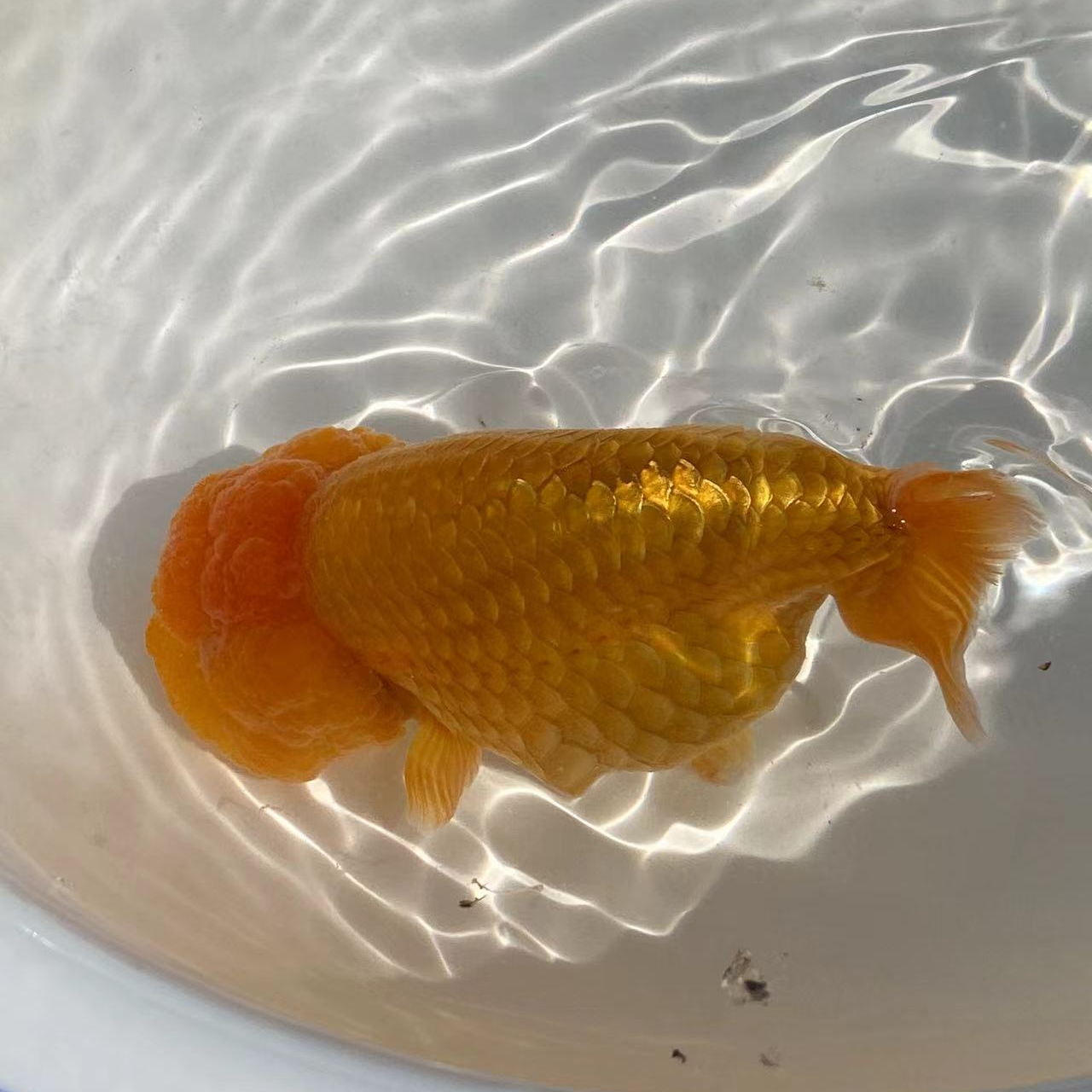 活体金鱼冷水金鱼观赏鱼