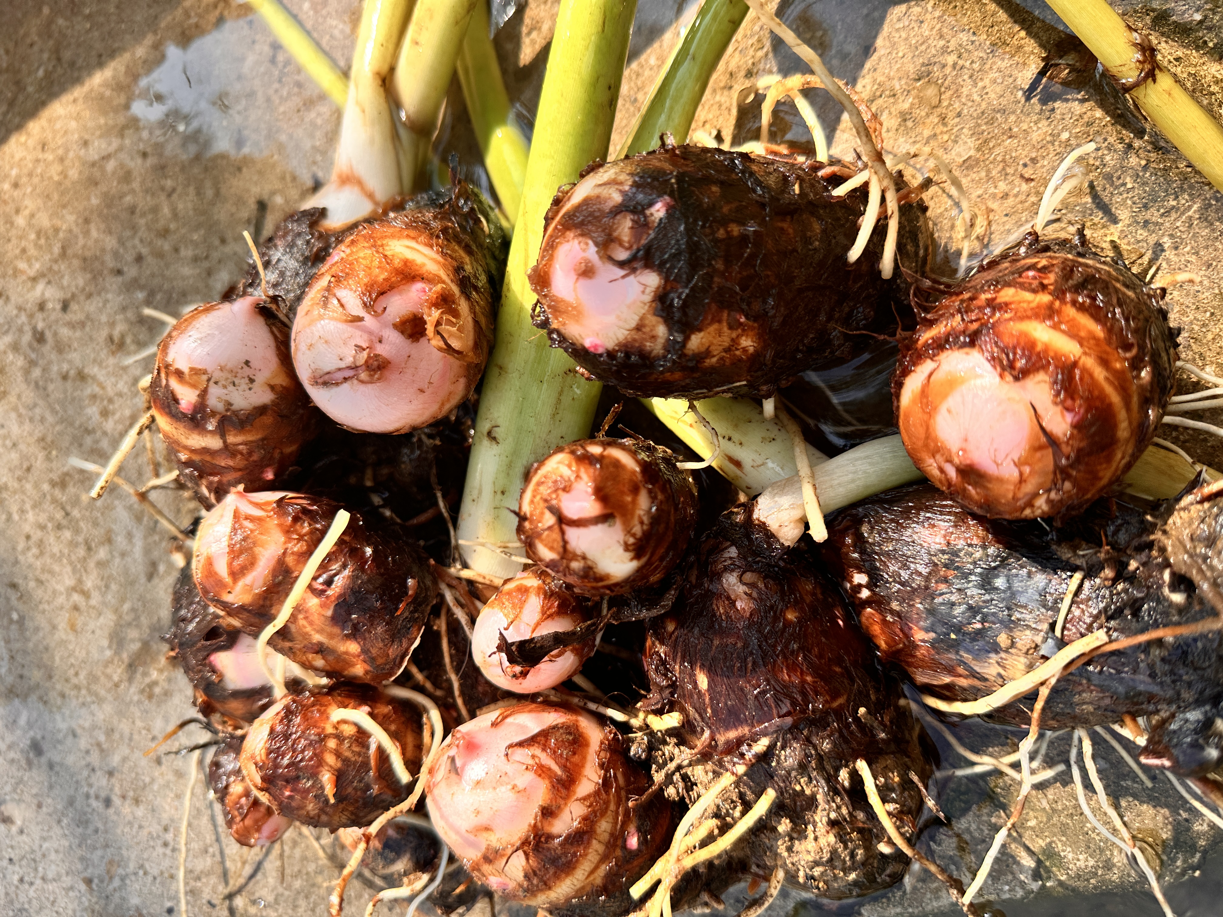 农家自种新鲜红芽芋头芋子芋艿现挖现发重量含箱拆包通风避光保存