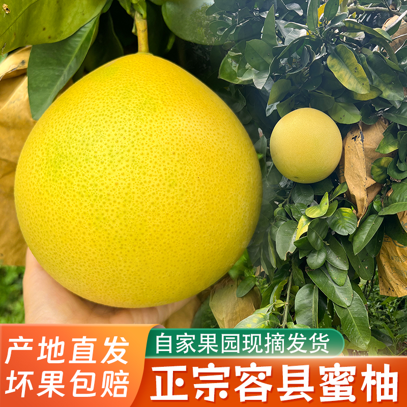 正宗容县蜜柚大果小果白肉红心自家果场现摘发新鲜香甜爽口柚子