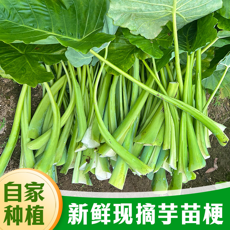 新鲜芋苗杆广菜芋蒙杆现摘现发广西特产可腌制酸菜农家菜