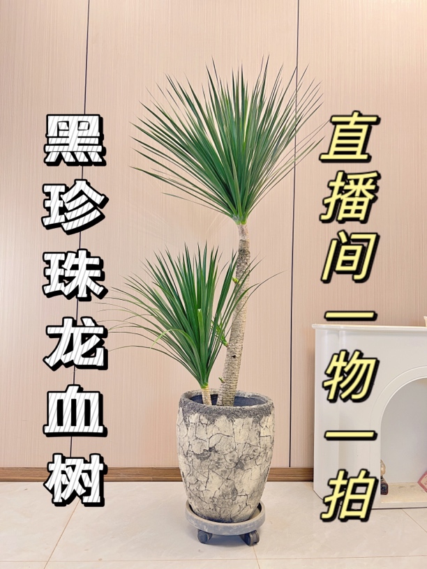 龙血树荷花铁懒人绿植美观大气净化空气网红家居植物养护耐寒耐旱