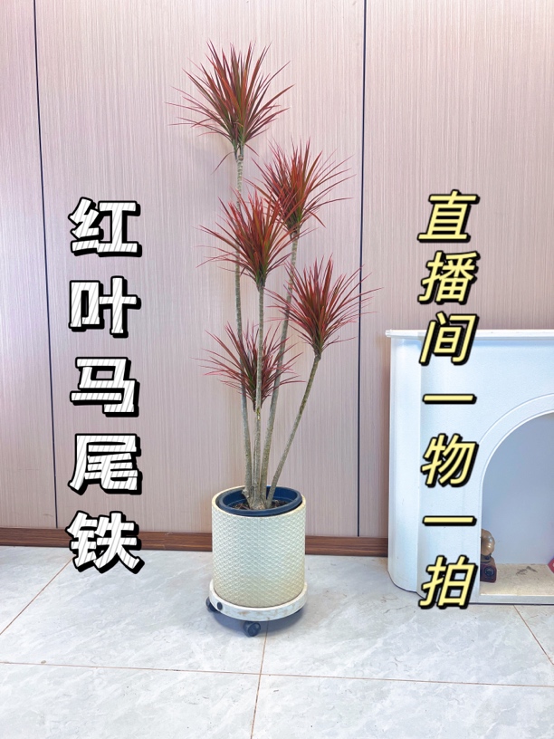 【七彩铁】千年木盆栽简单好养易成活室内除甲醛红叶马尾铁一物一拍