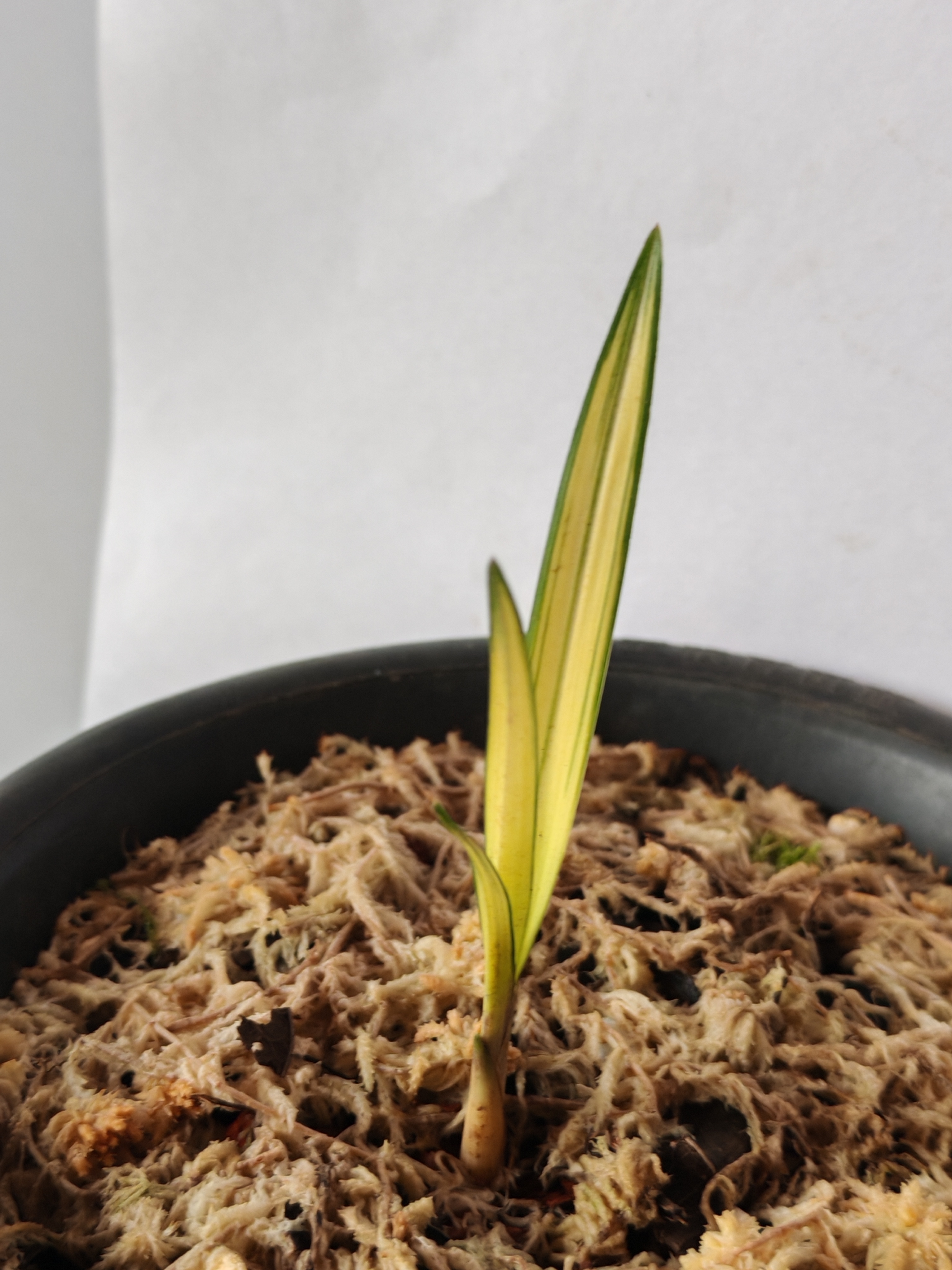 一物一拍！中透艺！兰花