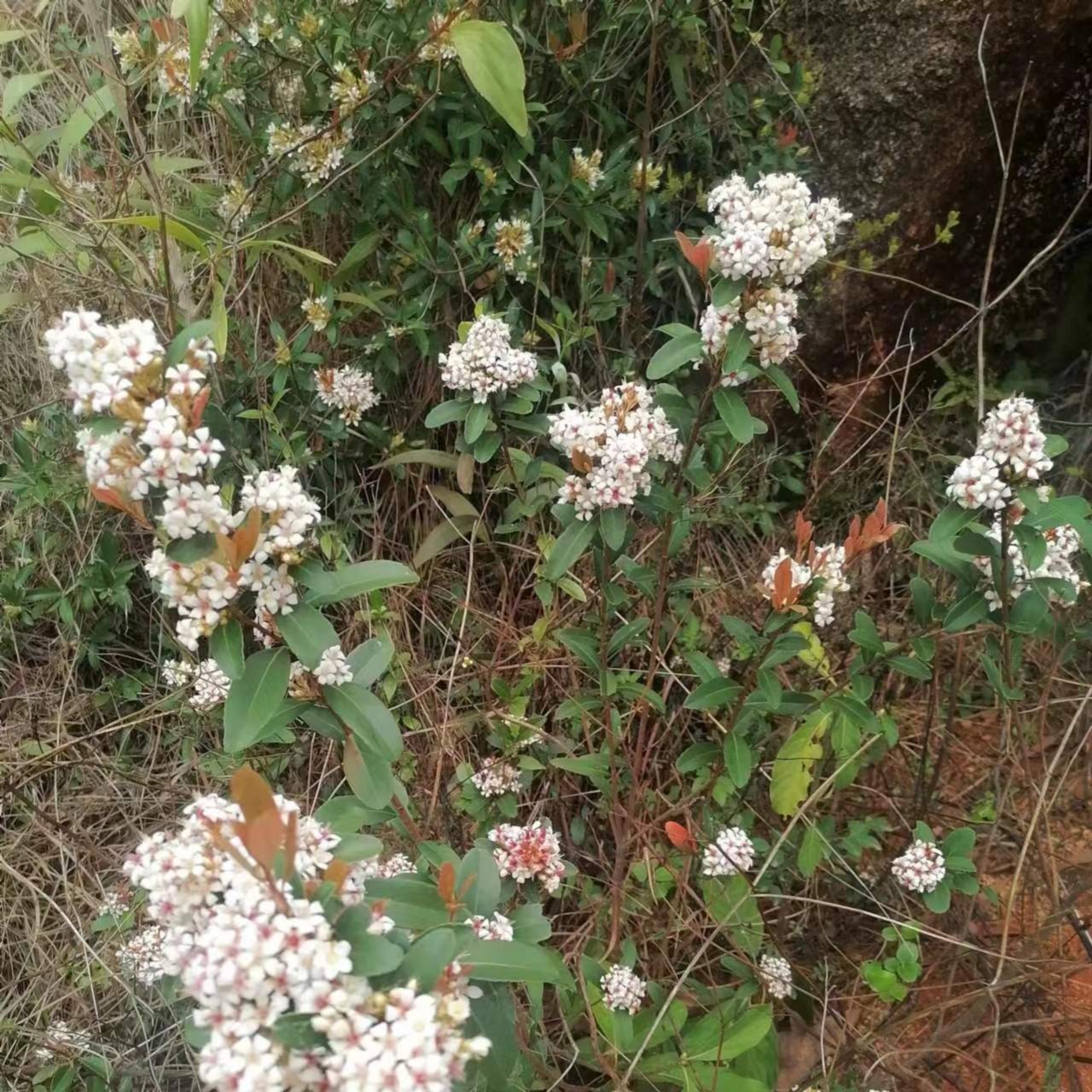 海岛春花花盆绿植盆景室内室外办公室花卉