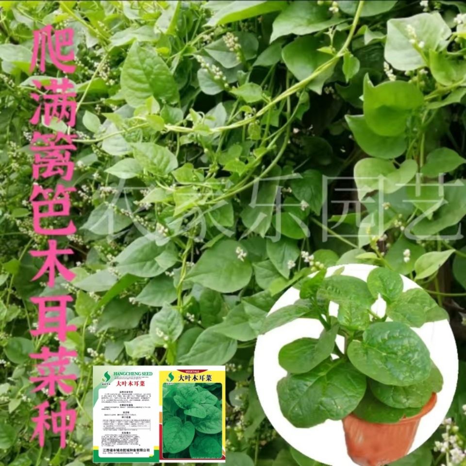 大叶木耳菜种子籽爬藤蔬菜 胭脂豆腐菜蔬菜种孑苗 春四季阳台盆栽