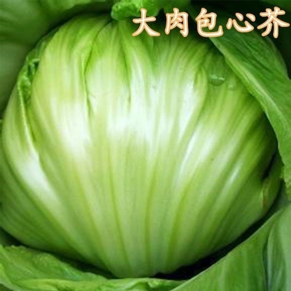 包心芥菜种子潮州大菜11号大肉包心芥非转南方北方蔬菜种孑籽