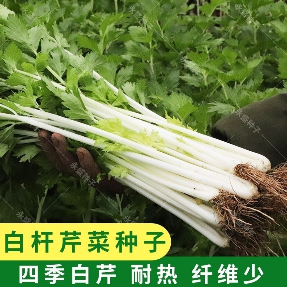 白芹菜种子 白杆抗热耐寒春季秋季纤维少口感好阳台菜园芹菜种籽