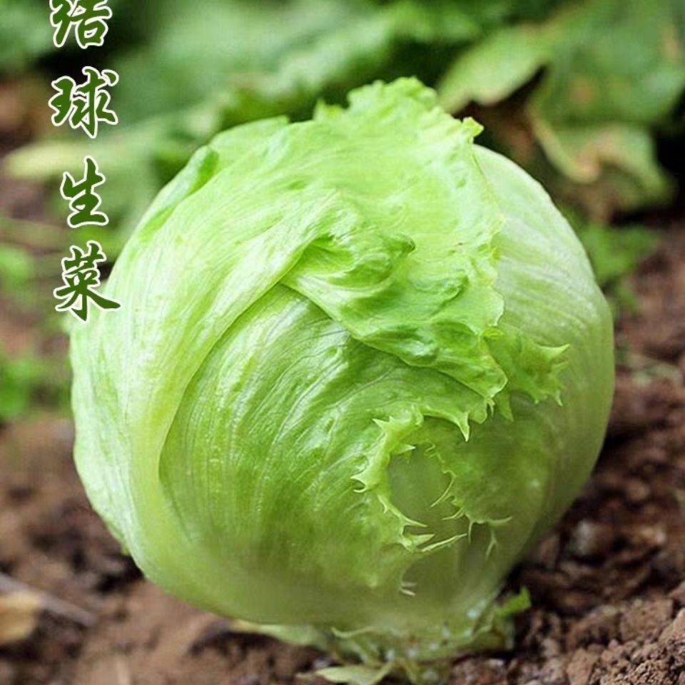 结球生菜甜脆汉堡生菜脆嫩爽口生吃生菜种籽盆栽四季农家蔬菜绿色