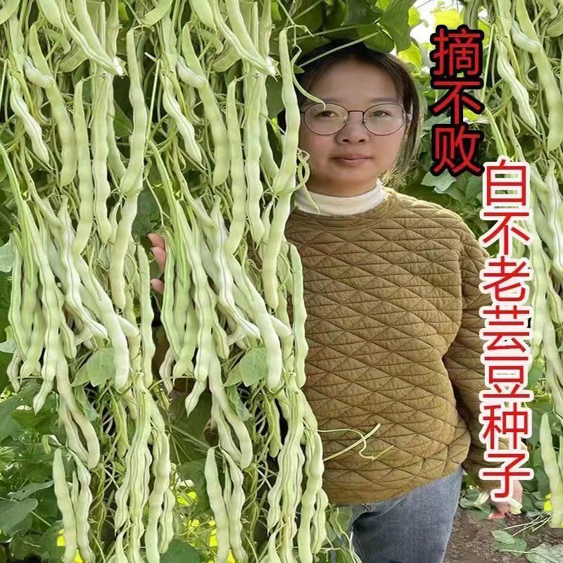 九粒季节白芸豆种子白不老豆角种子四季菜种子老来少豆籽早熟高产