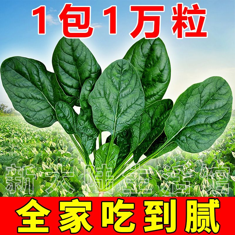 1包1万粒大叶菠菜种子高产量四季耐热夏播波菜籽子蔬菜种子