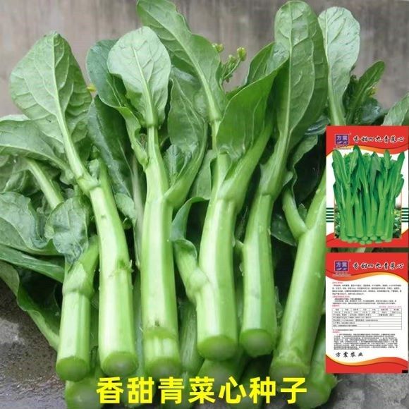 速生25天四季菜心种子广东四九甜脆菜心耐热油青耐高温农家青菜苔