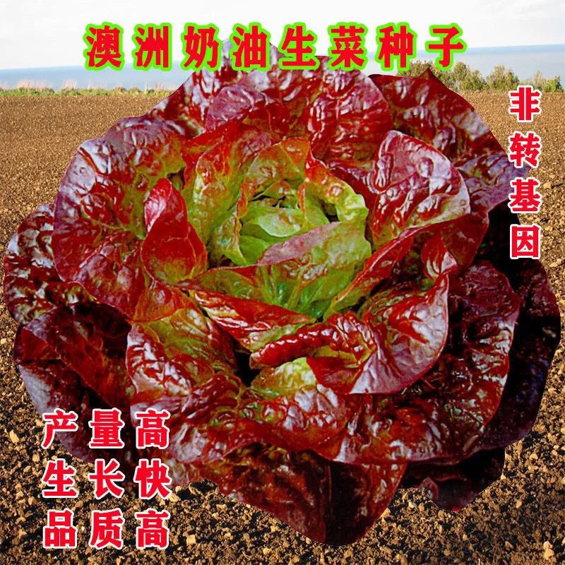 澳洲奶油生菜种子紫叶生菜四季可播易种植阳台盆栽球生菜种子