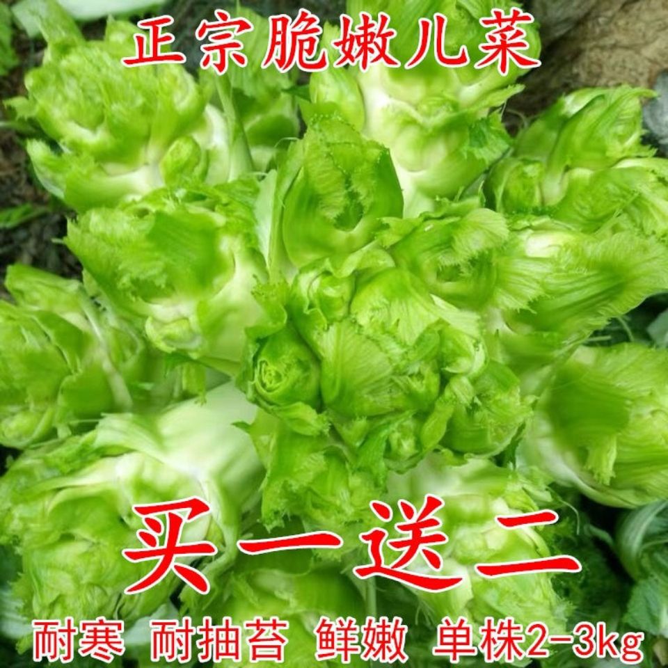 精品四川儿菜种子 早熟抱子芥娃娃菜胖儿菜秋季盆栽四季播蔬菜籽