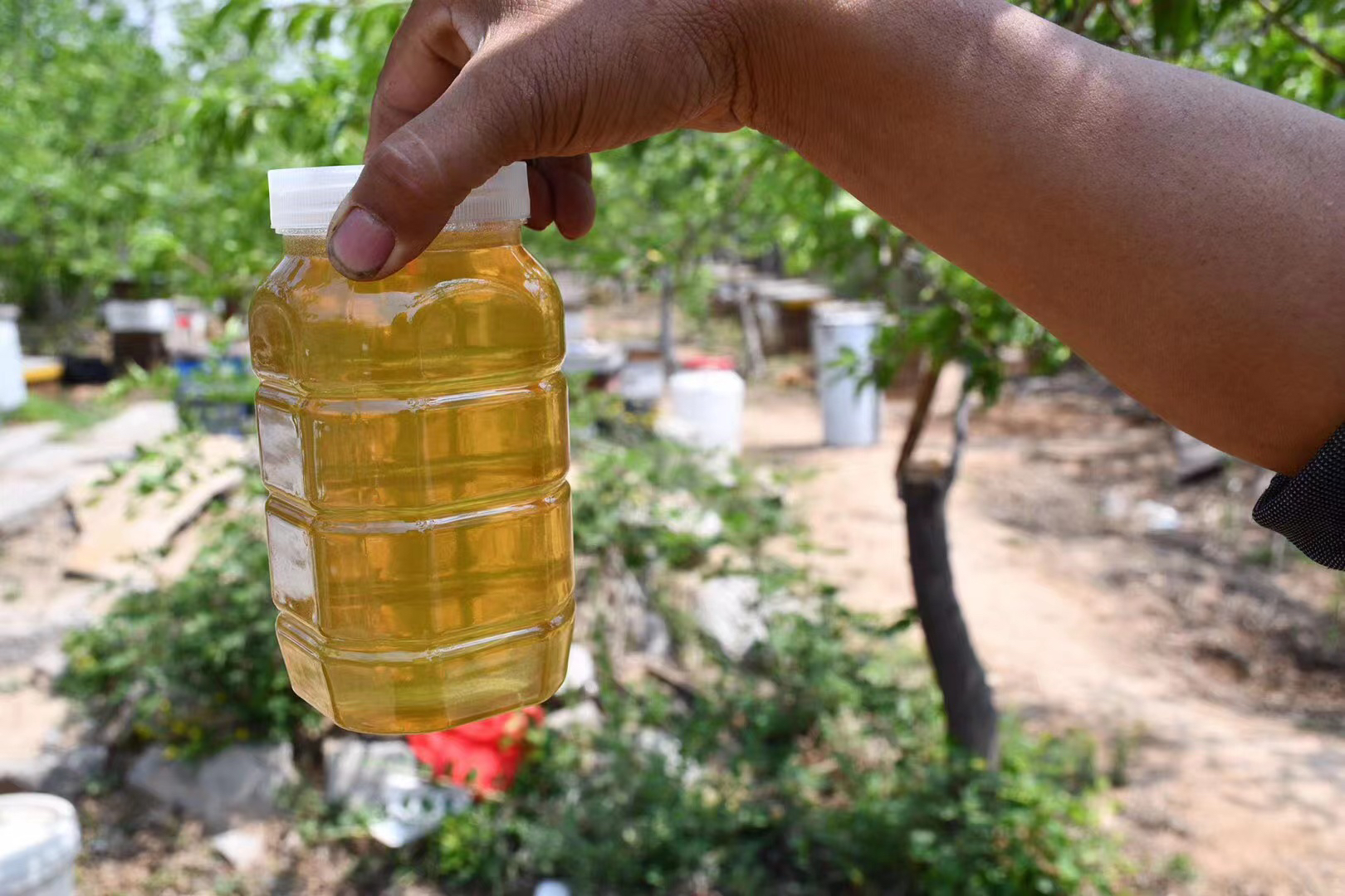 山区纯正荆条蜜蜜香醇厚甜润不腻