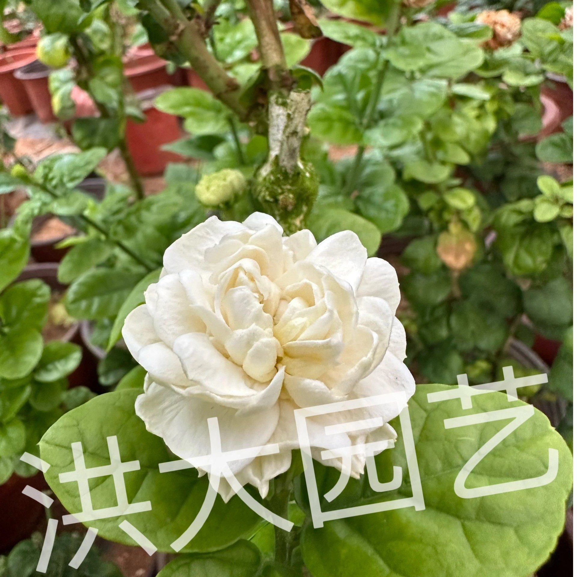 圆叶虎头茉莉小苗（浓郁香型）一物一拍 