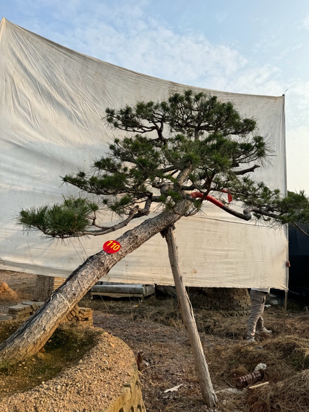 造型黑松天目松迎客松