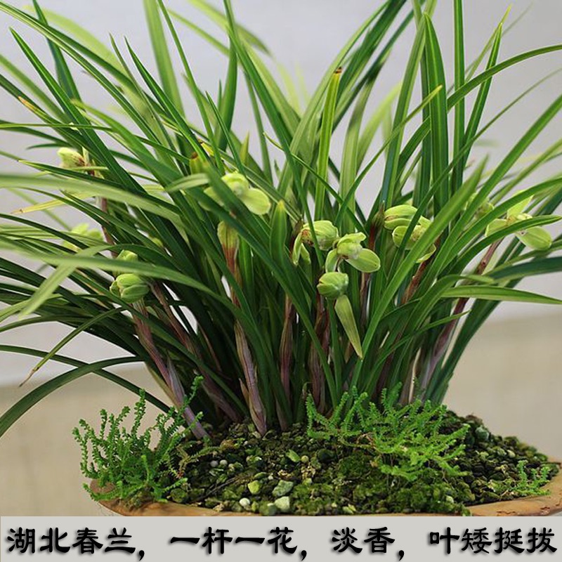 浓香型惠兰兰花苗 红香妃艺草中透虎斑好养易活蕙兰艺草