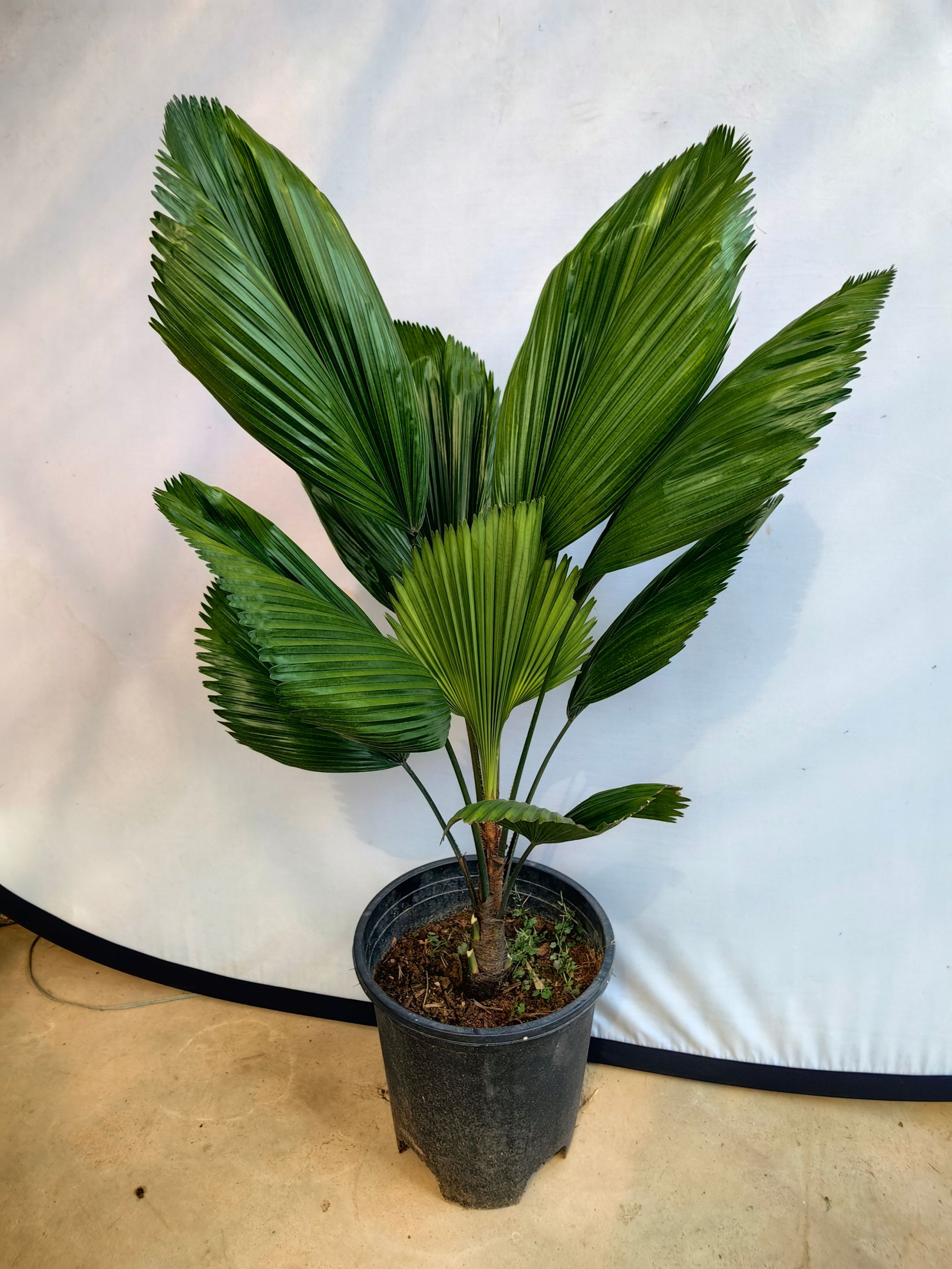 高颜值爆款圆叶轴榈绿植室内客厅大盆栽办公室ins风植物盆景好养