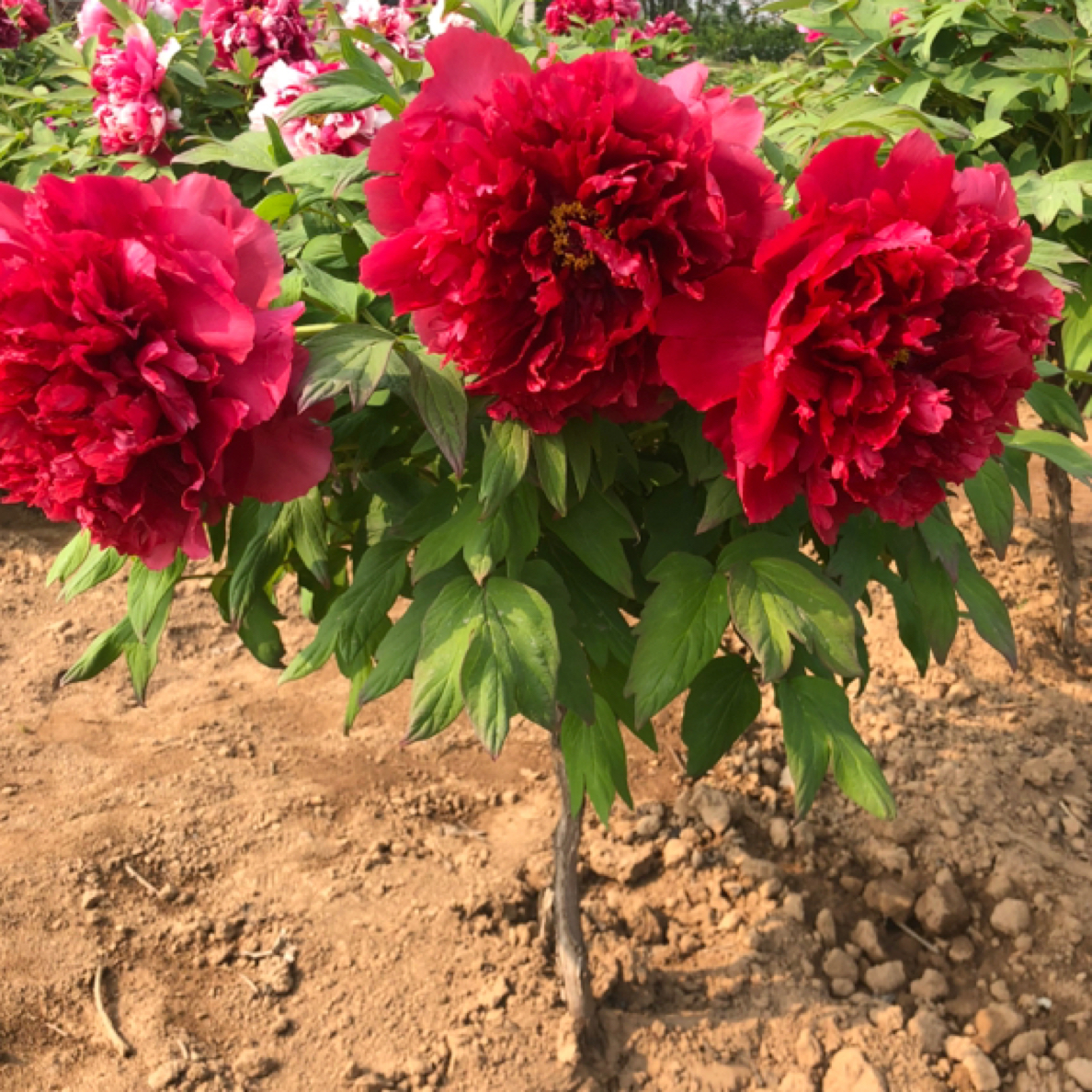 牡丹鲜花品种老芳记