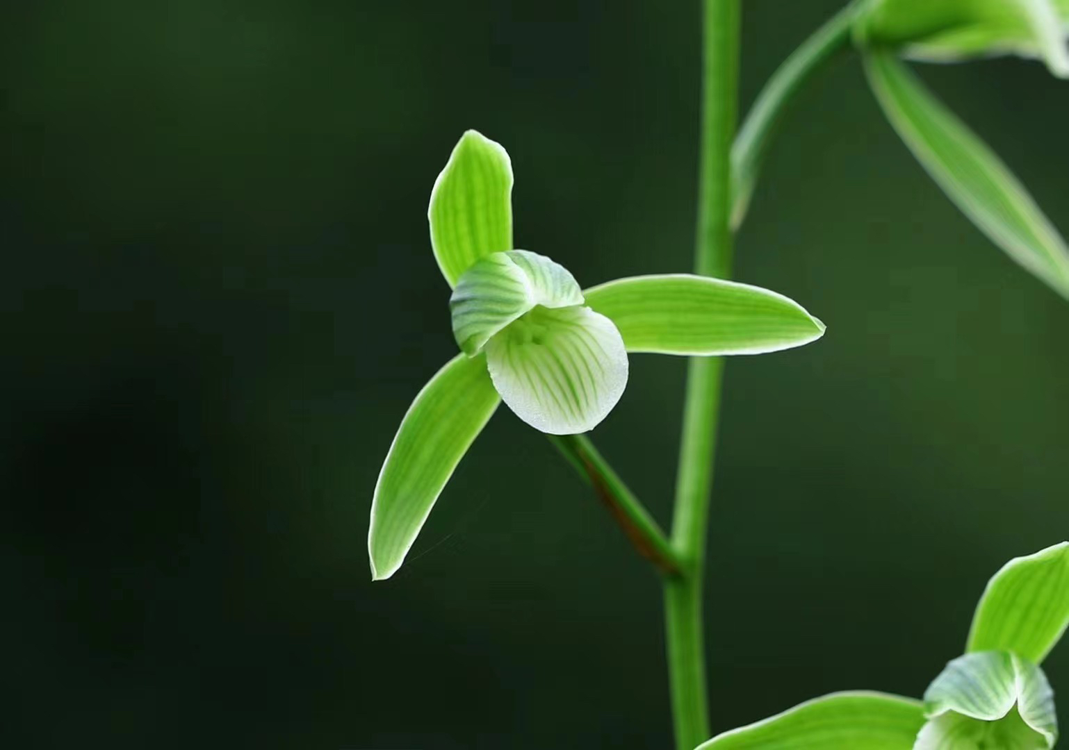 细叶寒兰～天道素～兰花草小白龙兰花越南球妹