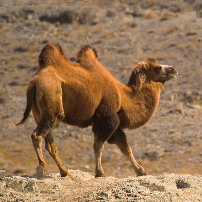 【直播间专拍大额专拍】 正宗新鲜骆驼肉 直播现称为准