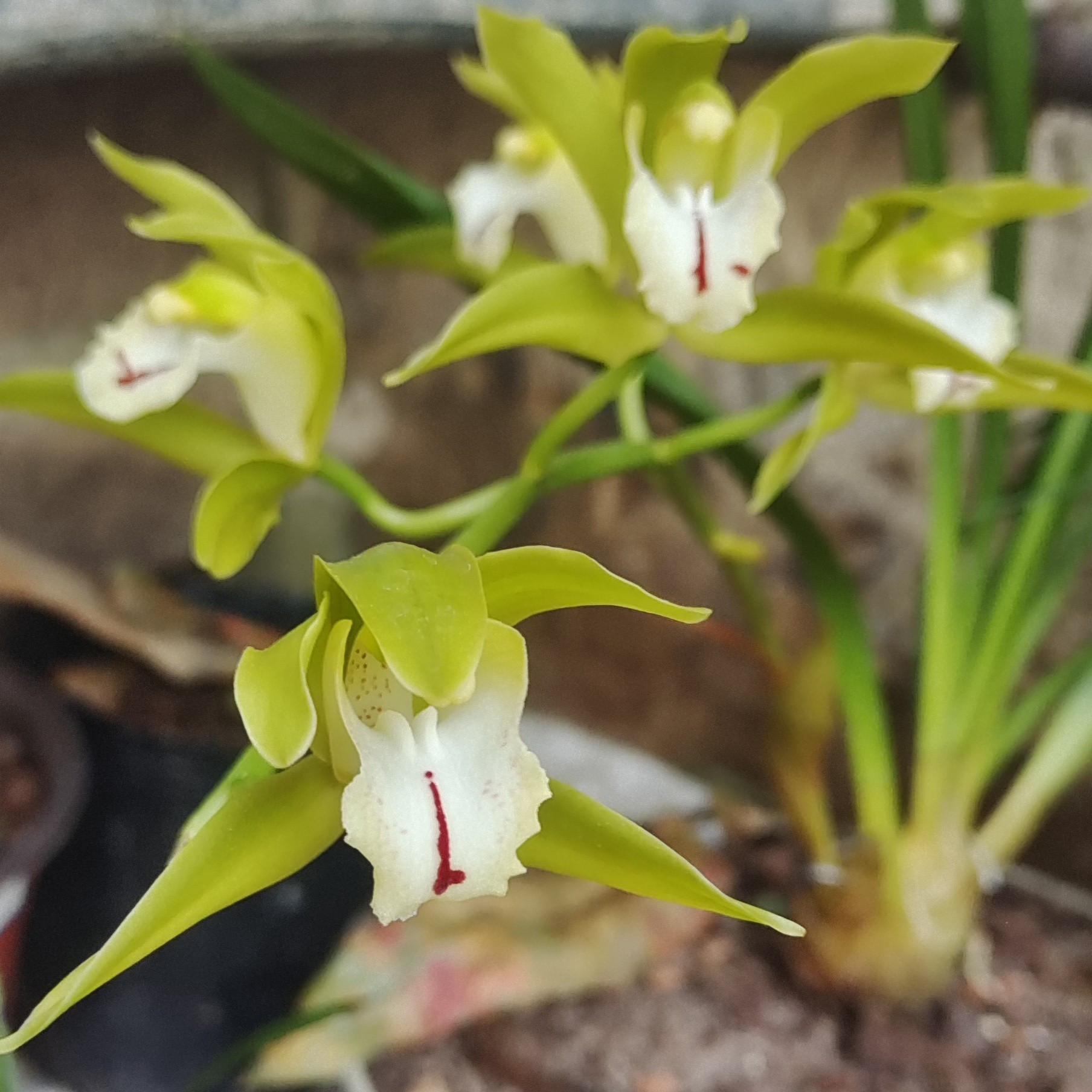 云南虎头兰/自然种养/开花鲜艳留香/