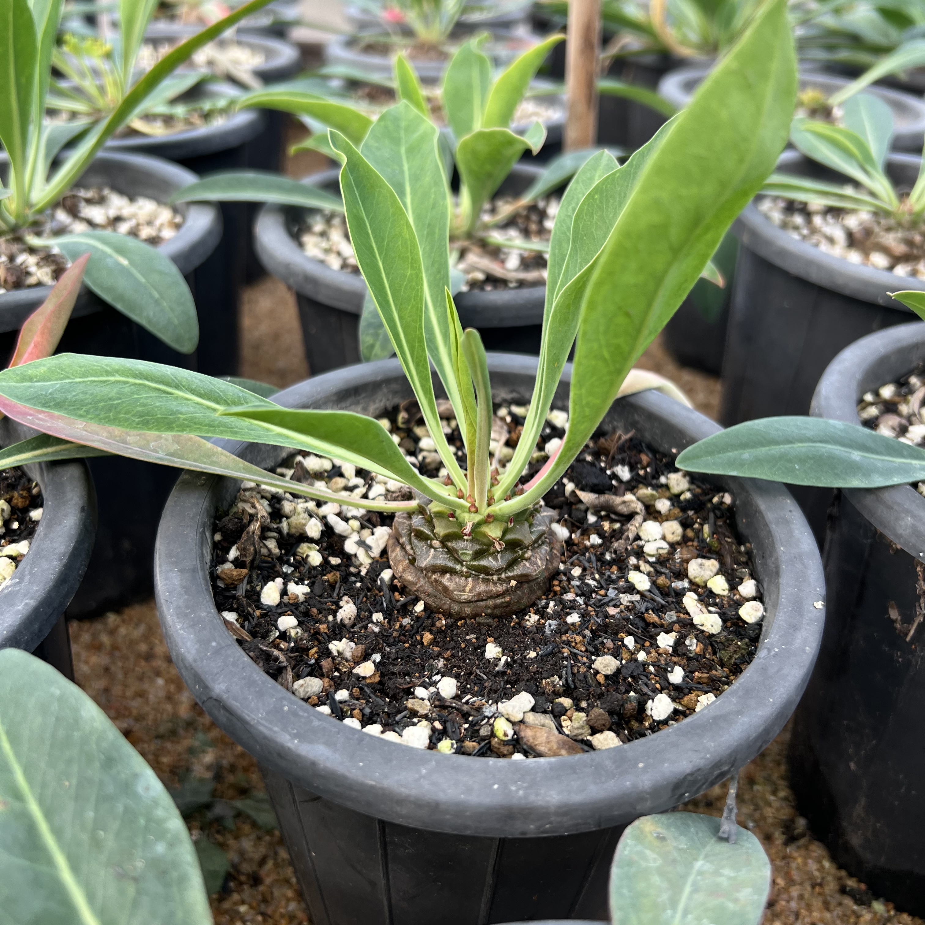 铁甲丸块根植物小规格裸根不带盆土