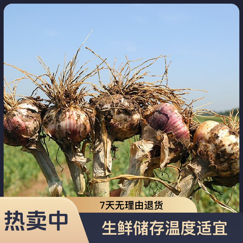 山区农家小香蒜新鲜现挖现发春季配菜新鲜腌制香蒜小炒鲜蒜小根蒜