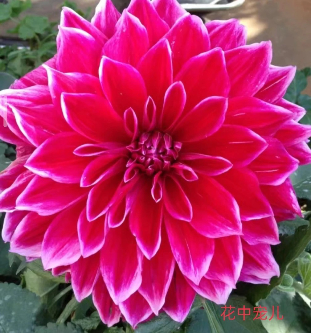 【玫红娇艳】大丽花好种植好养护盆栽地栽