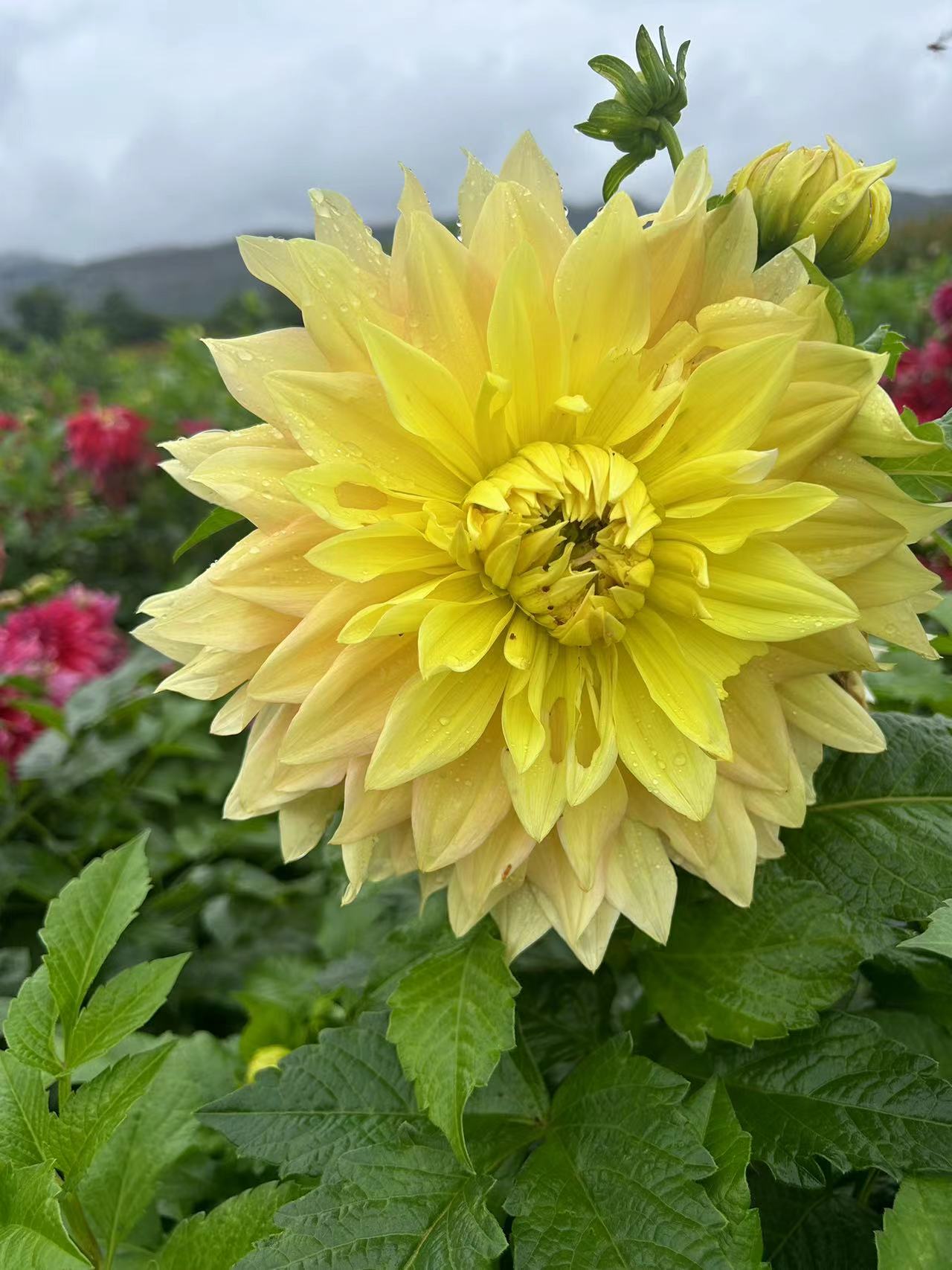 【明月】大丽花盆栽地栽好种植好养护易成活