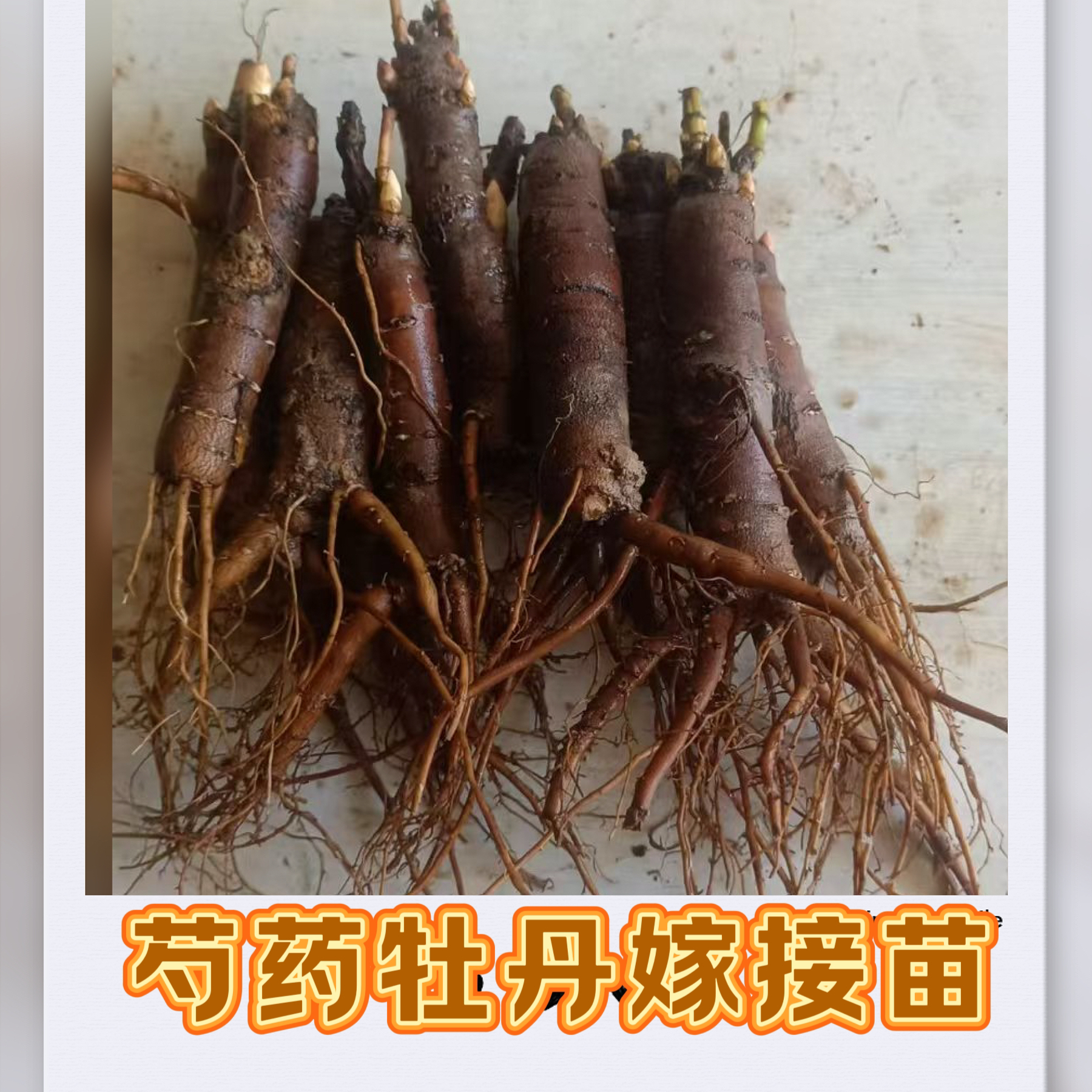 恒巢芍药嫁接苗牡丹嫁接专用砧木简单易活芍药花苗当年开花