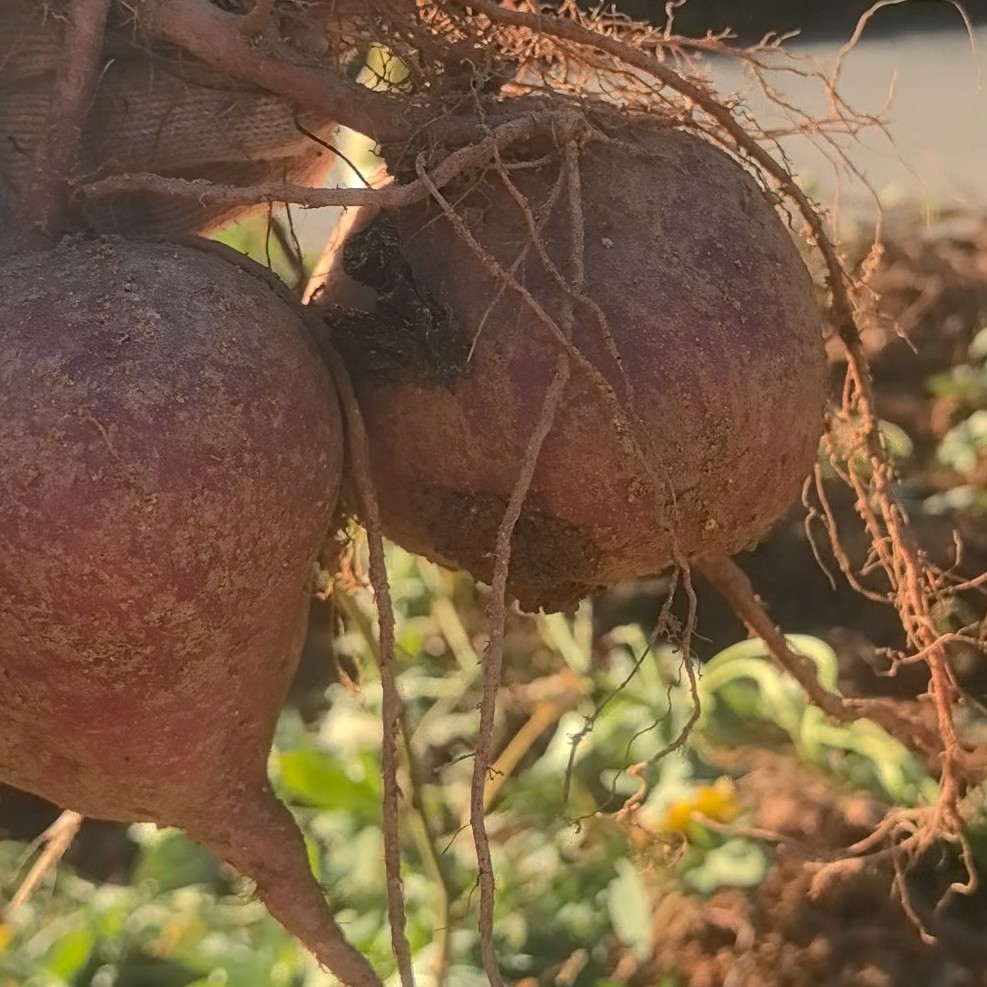 炎陵红薯红心番薯蜜薯西瓜红红薯