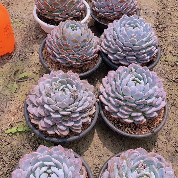 大单头雪天使多肉植物