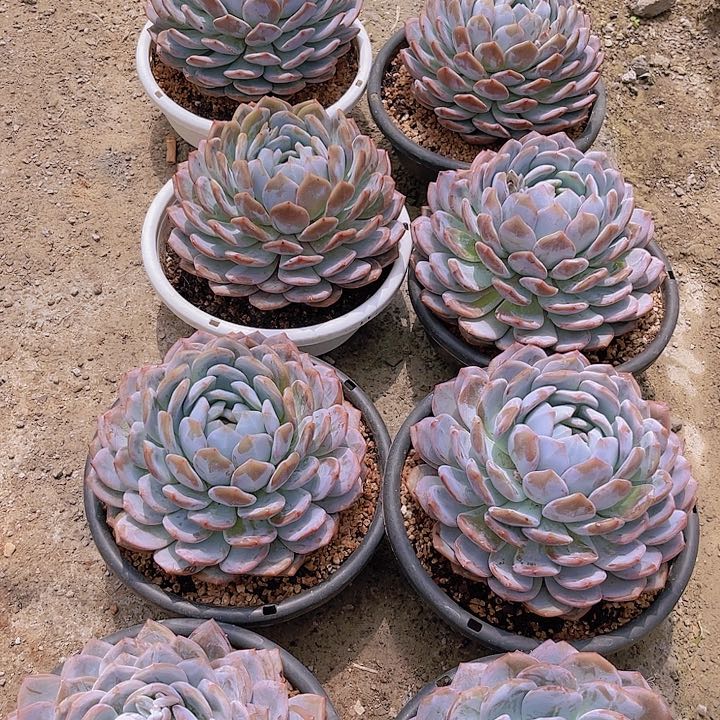 大橙梦露多肉植物