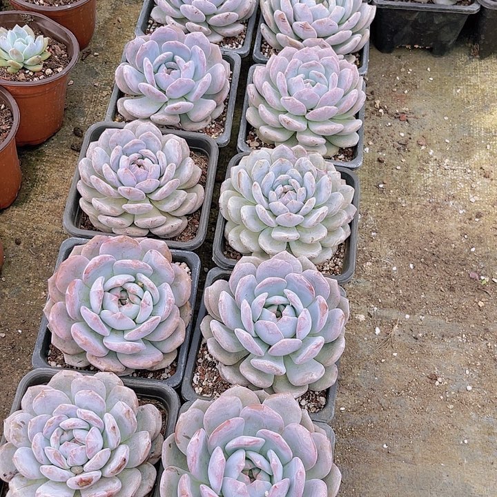 01石榴籽多肉植物